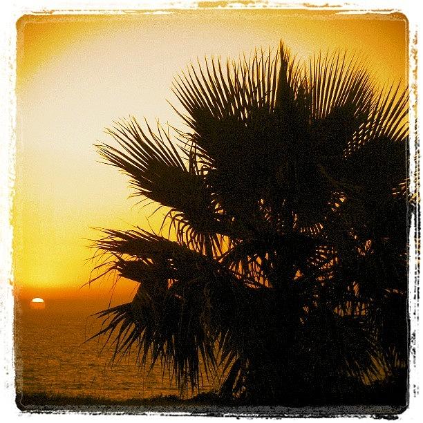 Summer Photograph - #palmtree #beautiful #love #sky #tree #2 by Juan Parafiniuk
