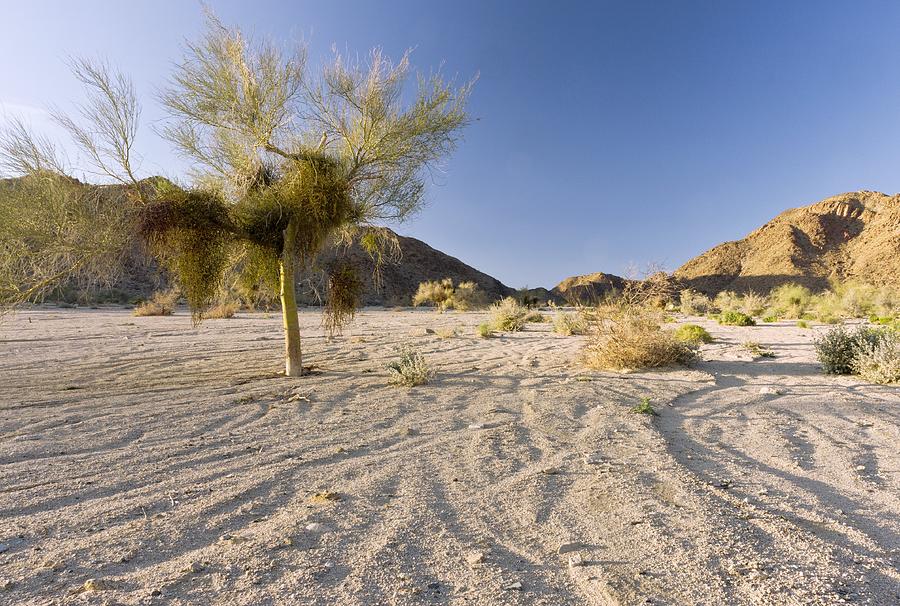 Palo Verde tree and mistletoe #2 Photograph by Science Photo Library Palo Verde tree and mistletoe #2 Photograph by Science Photo Library