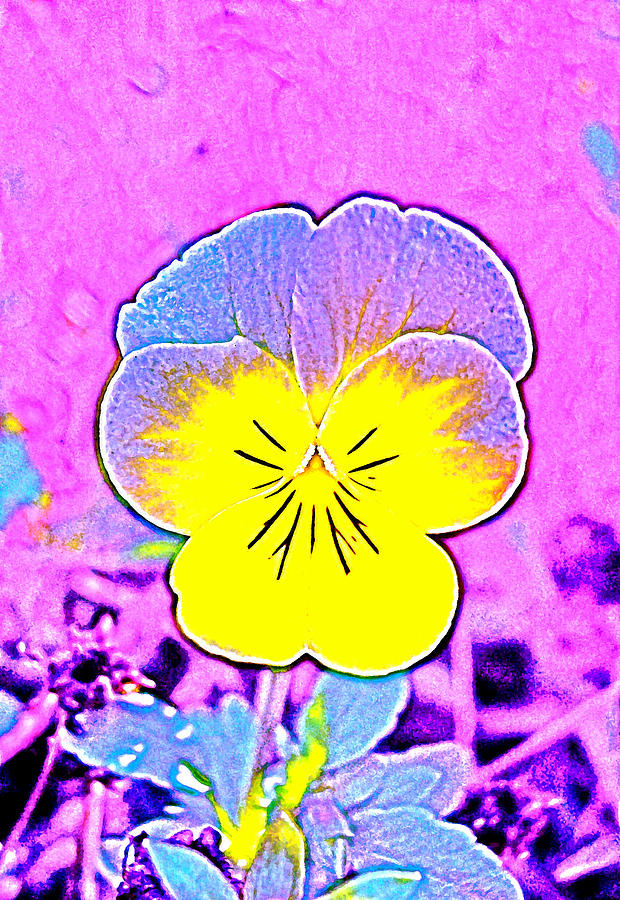 Pansy 1 #2 Photograph by Pamela Cooper