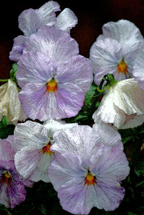 Pansy 4 Photograph by Pamela Cooper