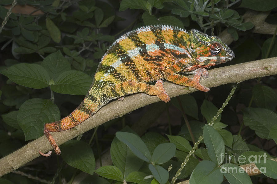 Panther Chameleon #2 Photograph by Greg Dimijian