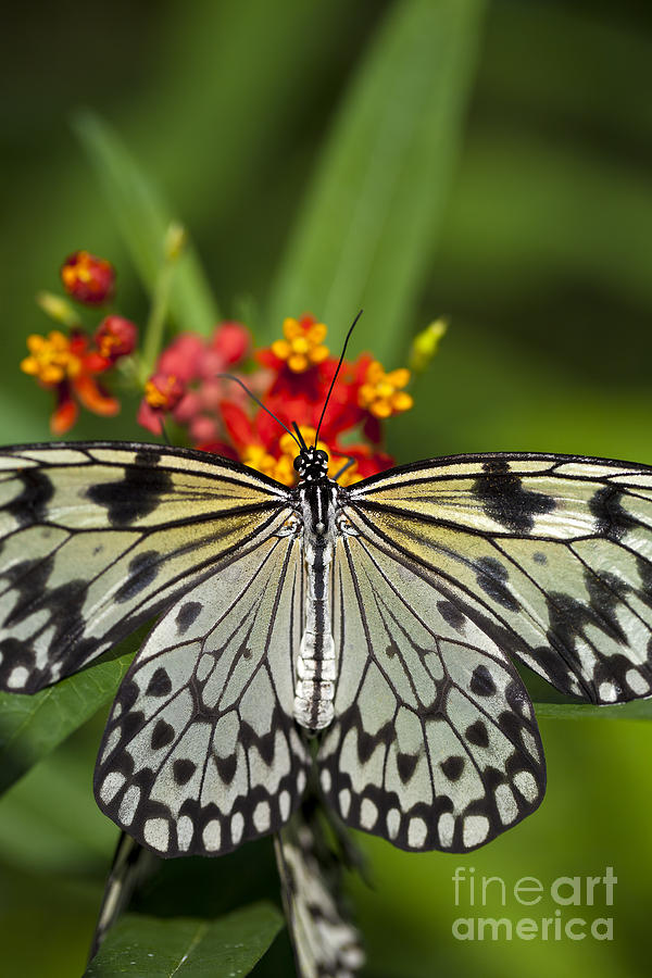 Butterfly Photograph - Paper Kite Butterfly by Brandon Alms Butterfly Photograph - Paper Kite Butterfly by Brandon Alms