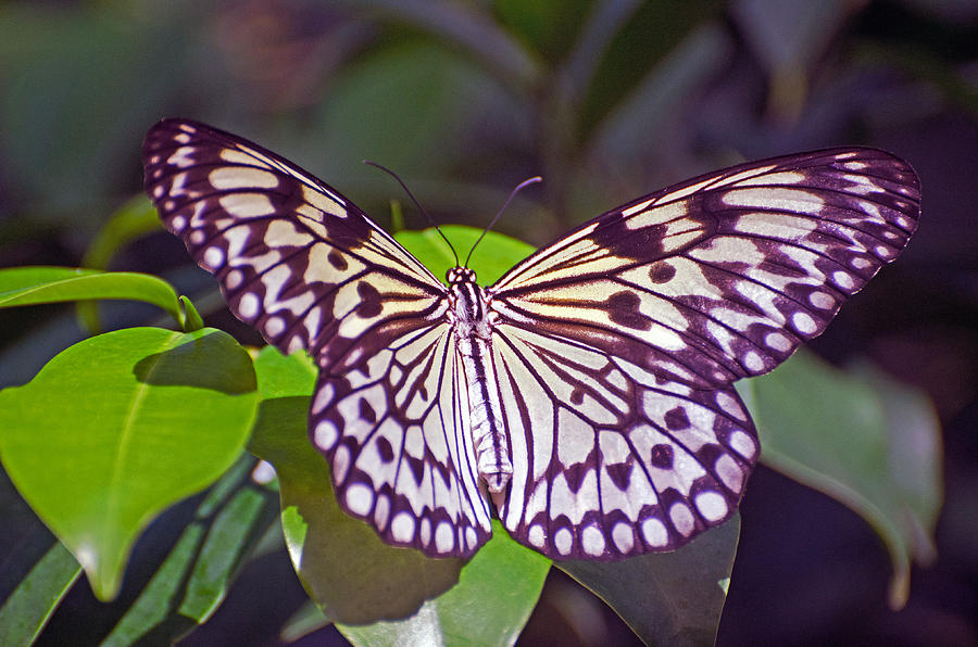 Paper Kite Butterfly Photograph by Cheryl Cencich