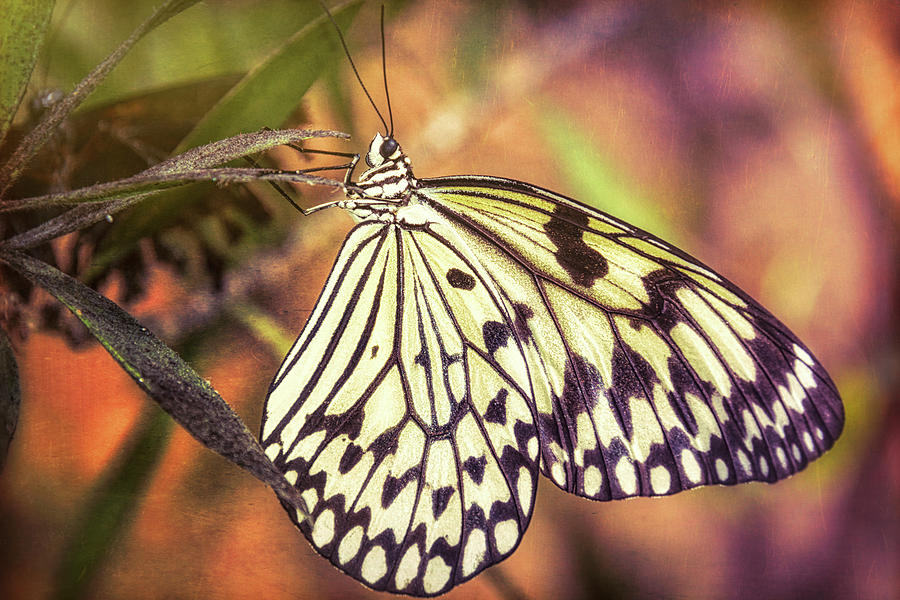Paper Kite Butterfly  #4 Photograph by Saija Lehtonen