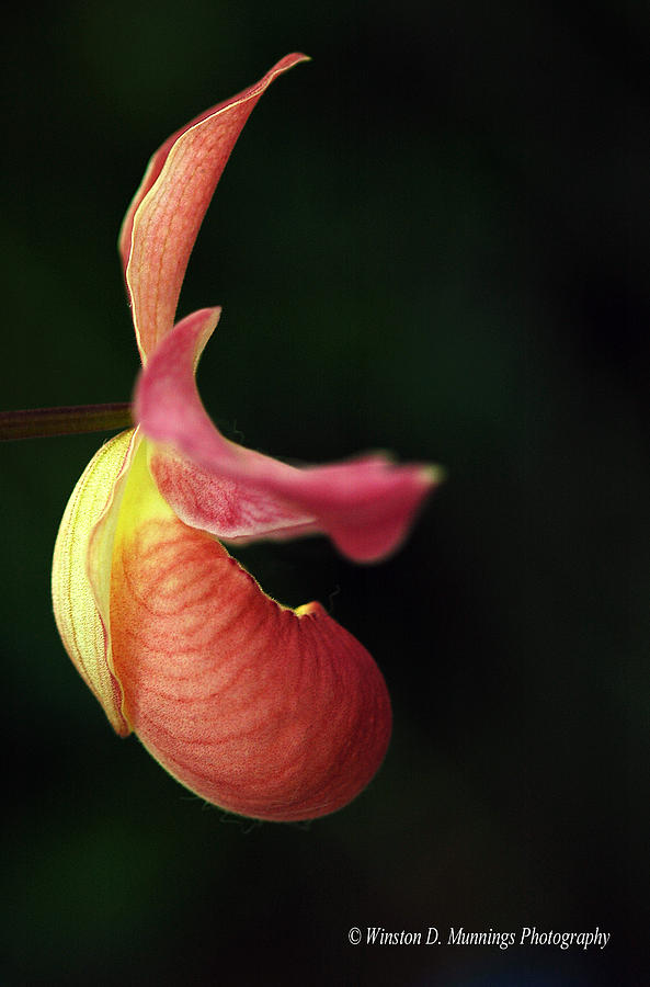 Paphiopedilum Orchid #2 Photograph by Winston D Munnings