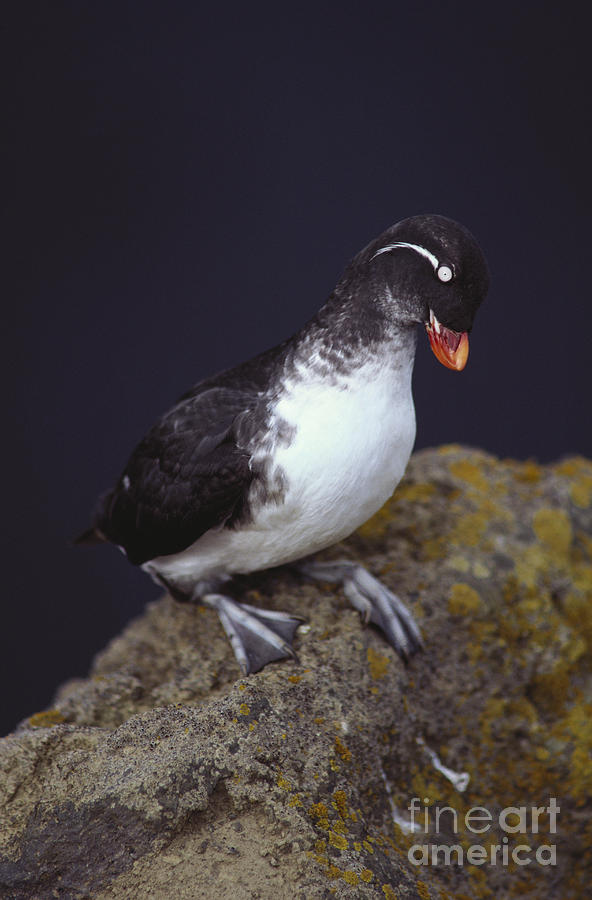 Parakeet Auklet #2 Photograph by Art Wolfe