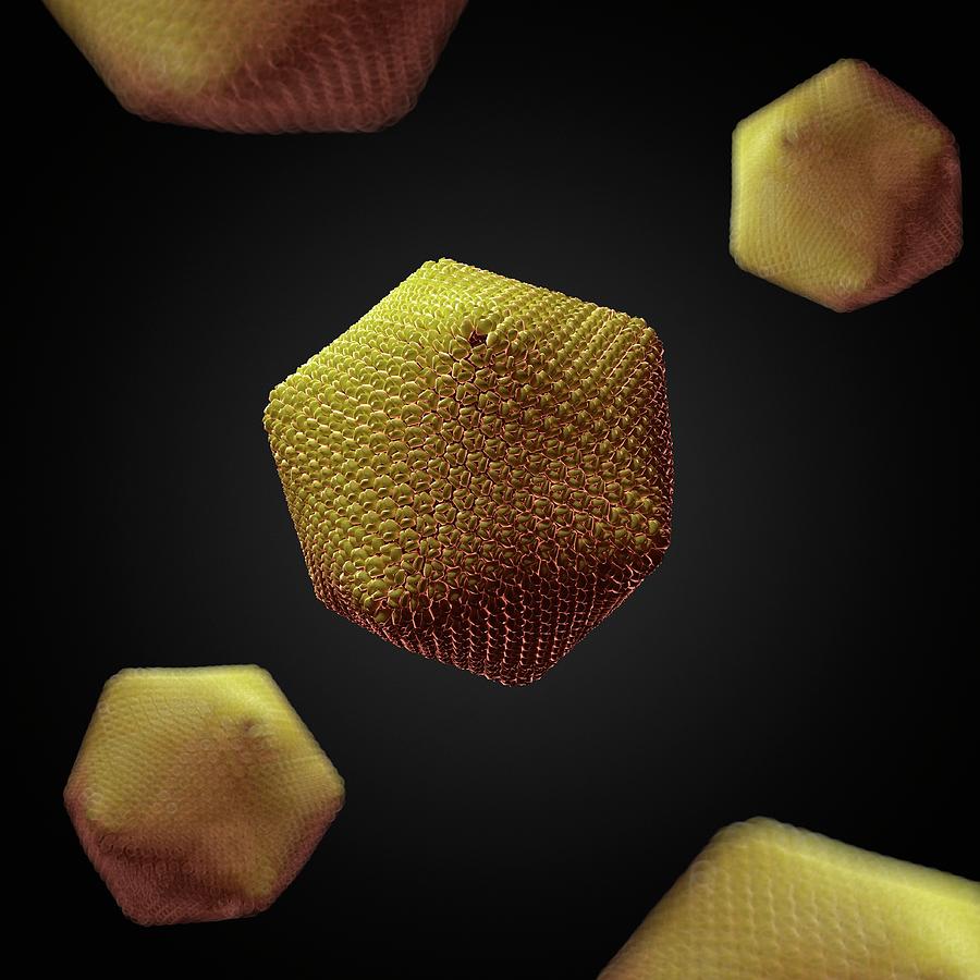 Paramecium Bursaria Chlorella Virus 1 Photograph by Sciepro/science