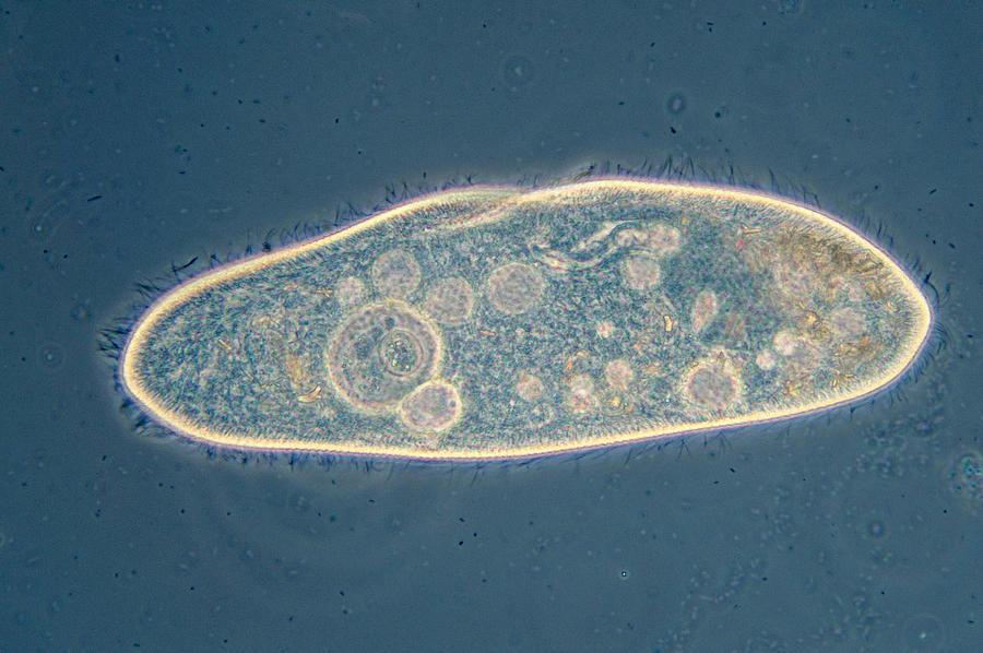 Paramecium Multimicronucleatum #2 Photograph by Michael Abbey