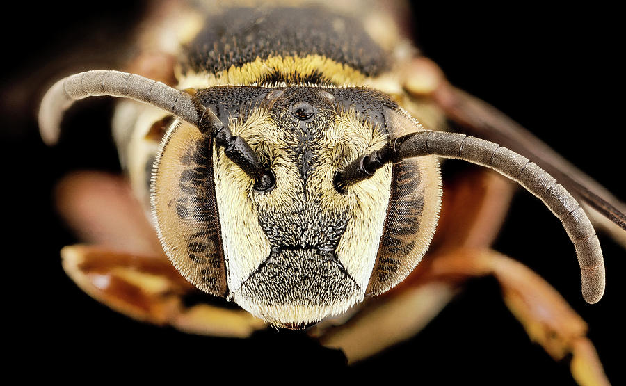 Parasitic Bee #2 Photograph by Us Geological Survey