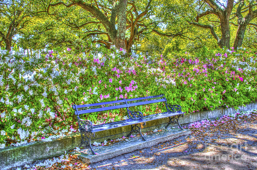 Park Bench Photograph by Dale Powell