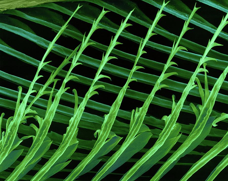 Parrot Feather Barbules And Barbule Hooks #2 Photograph by Dennis Kunkel Microscopy/science Photo Library