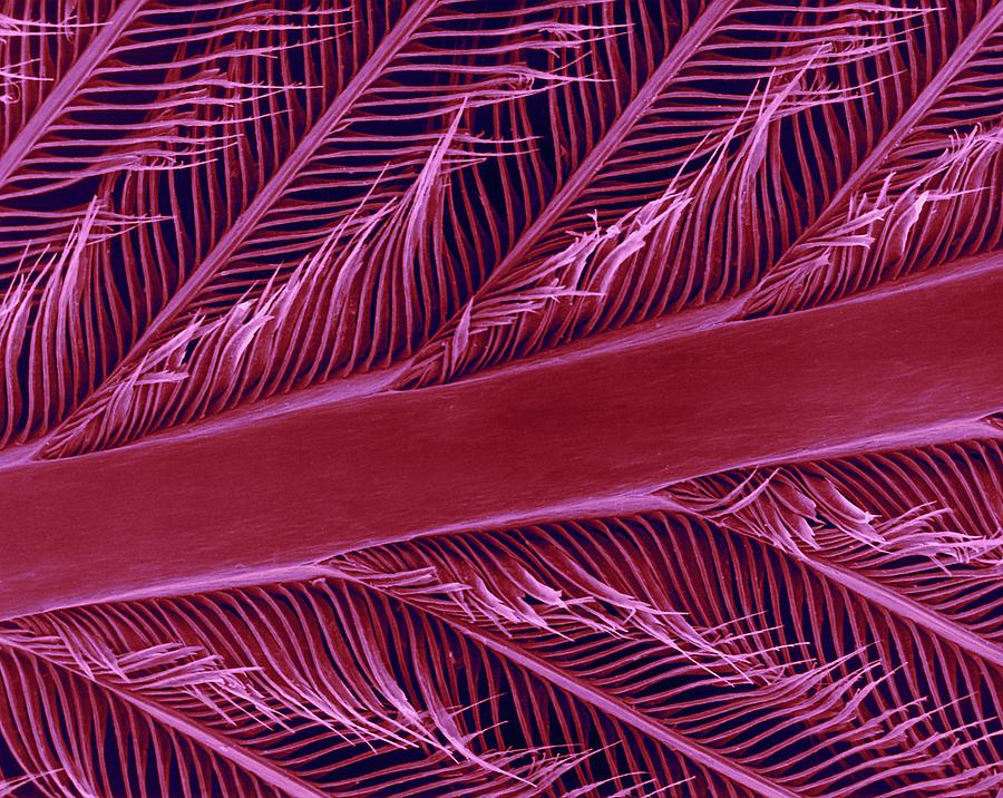 Parrot Feather Rachis #2 Photograph by Dennis Kunkel Microscopy/science Photo Library