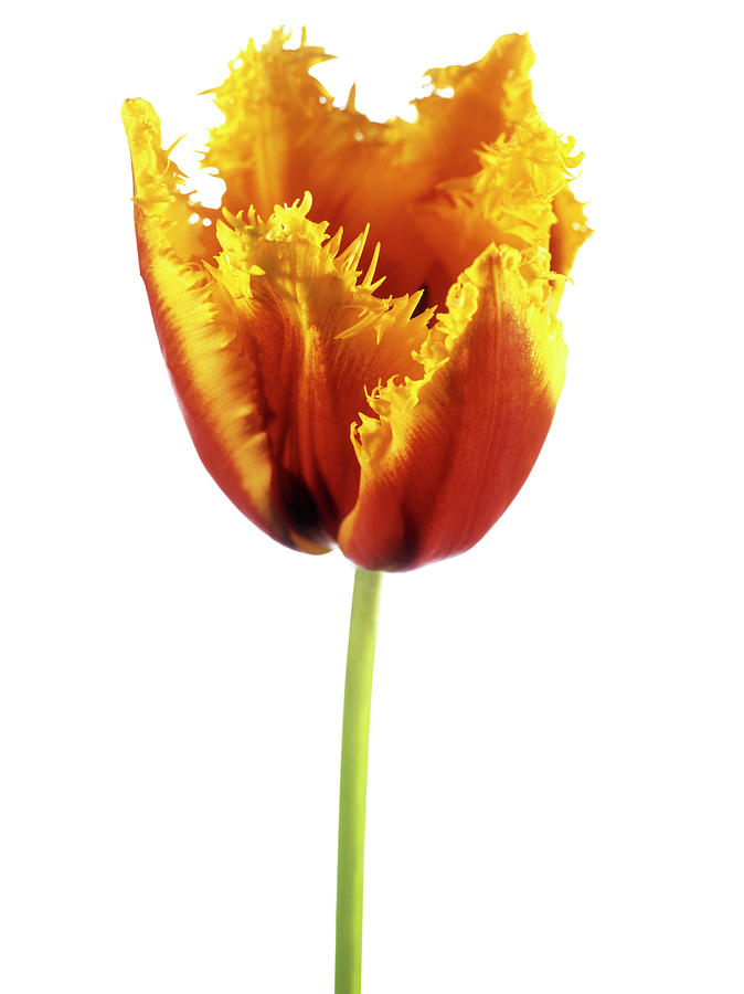Parrot Tulip (tulipa Sp.) #2 Photograph by Derek Lomas / Science Photo Library