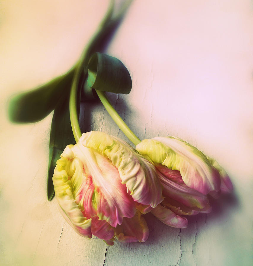 Flower Photograph - Parrot Tulips #2 by Jessica Jenney