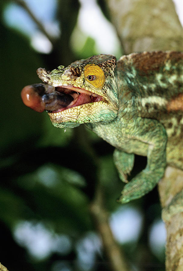 Parson's Chameleon Catching Prey #2 Photograph by Tony Camacho/science