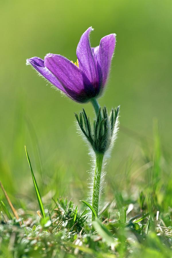 Nature Photograph - Pasque Flower (pulsatilla Vulgaris) #2 by Bob Gibbons