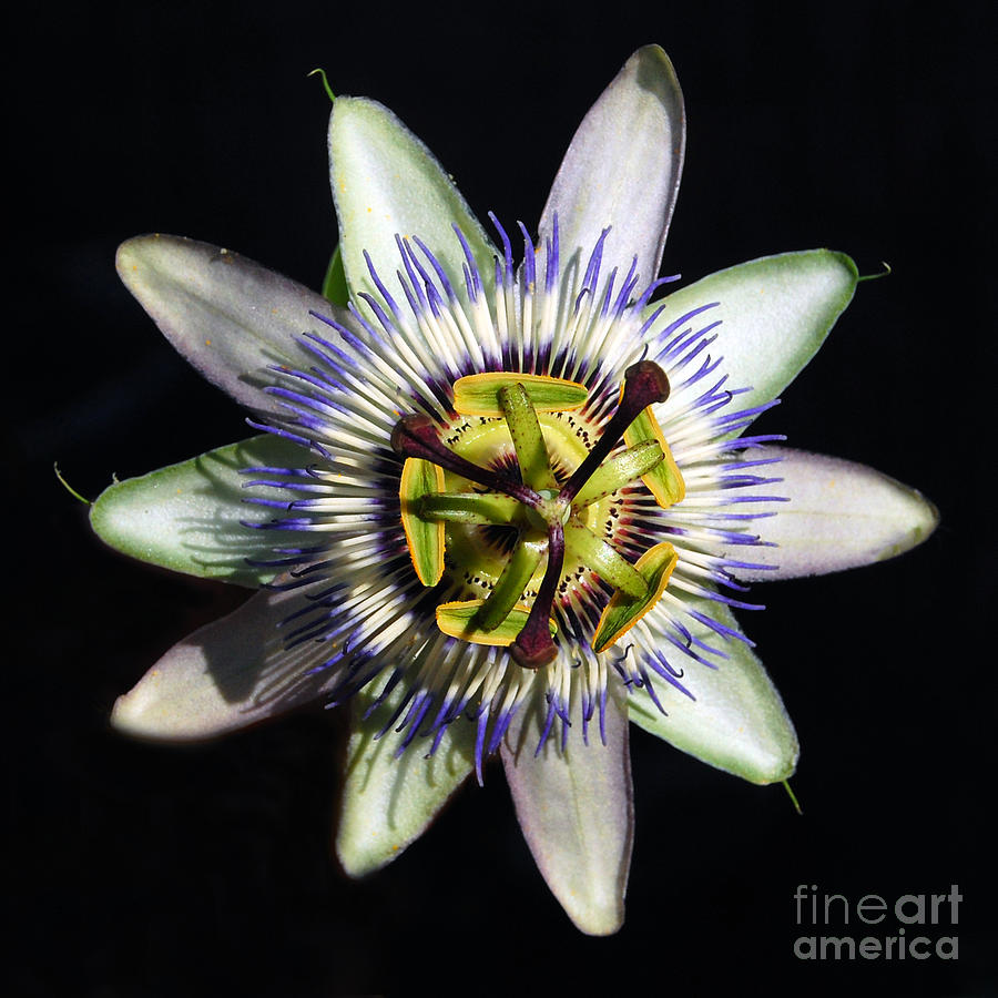 Passion Flower  #1 Photograph by Debra Thompson