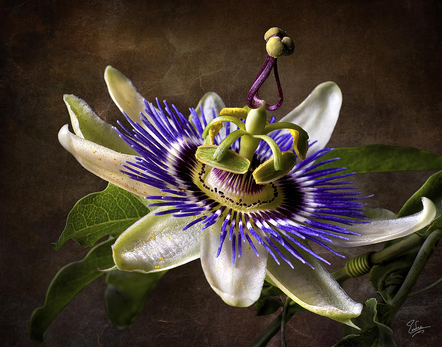Passion Flower #2 Photograph by Endre Balogh