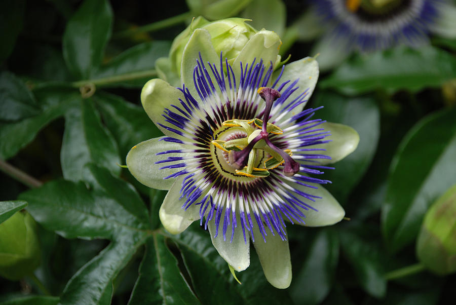 Passiflora Photograph - Passion Flower #2 by Lynne Thibault