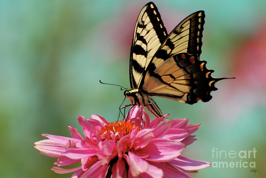 Butterfly Photograph - Pastel by Lois Bryan