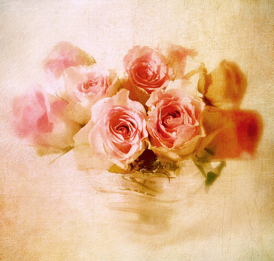 Pastel Rose #1 Photograph by Jessica Jenney