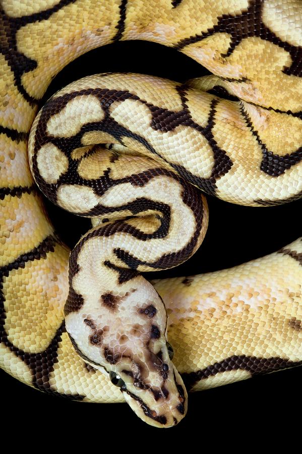 Pastel Variant Royal Python Photograph by Pascal Goetgheluck/science ...