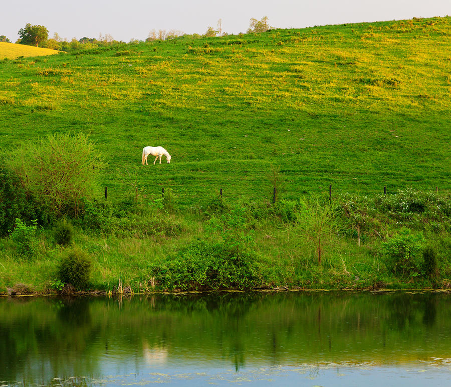 Pasture with a white horse Photograph by Alexey Stiop