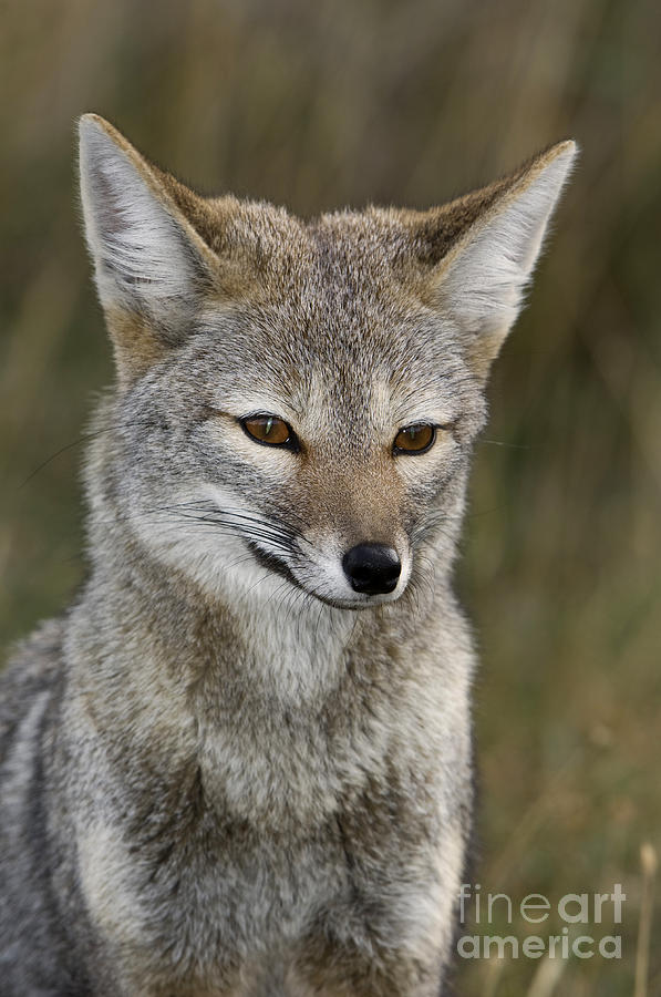 Patagonia Grey Fox #2 Photograph by John Shaw