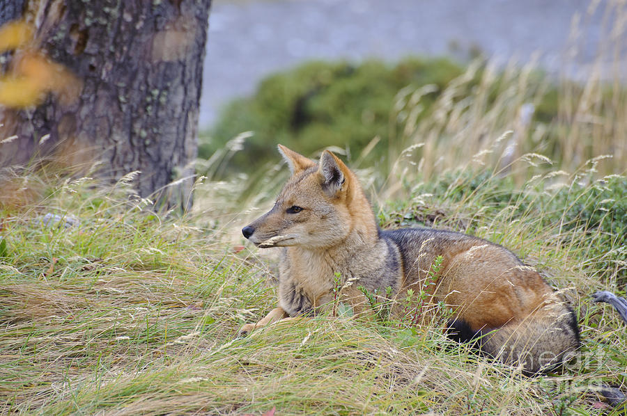 Patagonian Red Fox #2 Photograph by John Shaw
