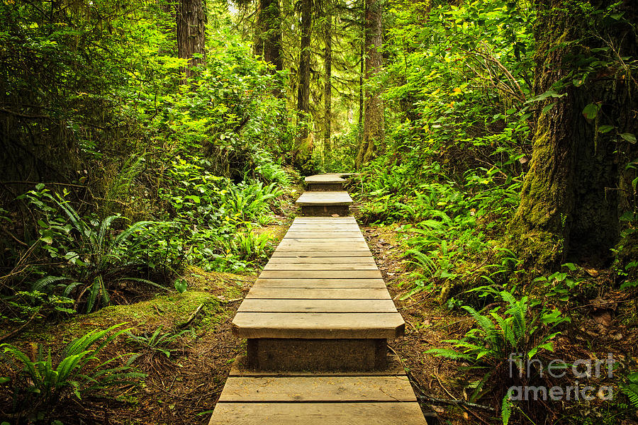 Path in temperate rainforest 2 Photograph by Elena Elisseeva