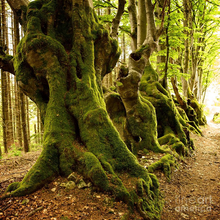 Fantasy Photograph - Path lined whit old beeches. Allier. Auvergne. France #2 by Bernard Jaubert