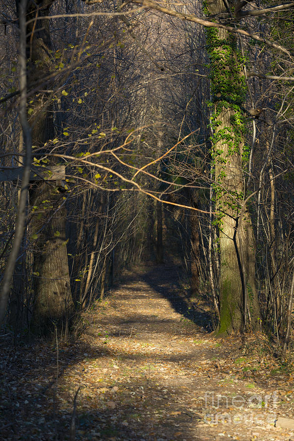 Path #2 Photograph by Mats Silvan
