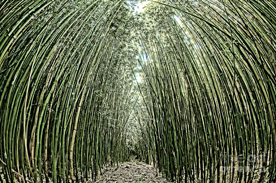 Path through a bamboo forrest on Maui Hawaii USA #2 Photograph by Don Landwehrle