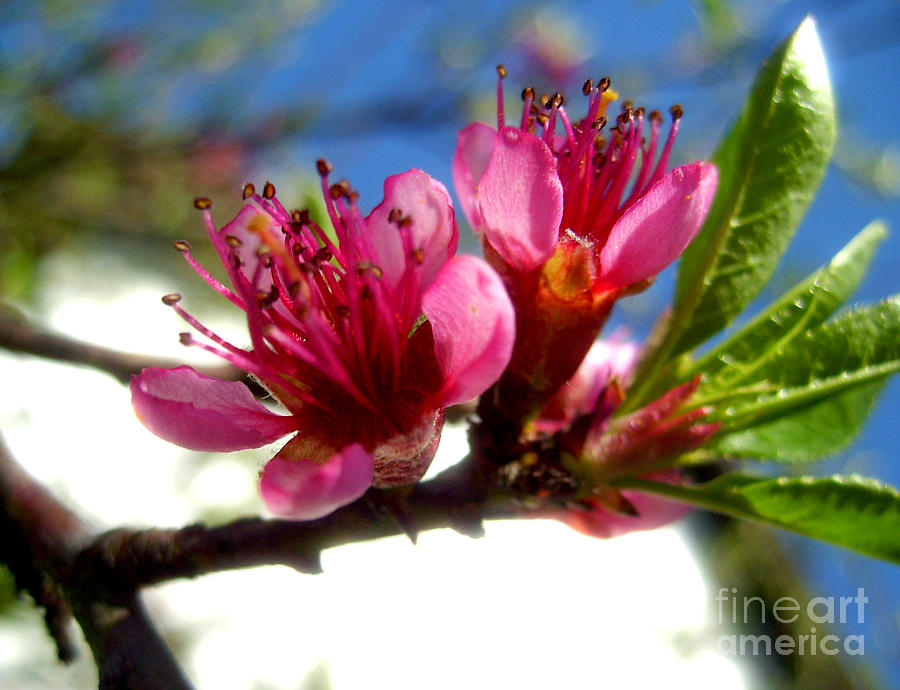 Peach Blossom #2 Photograph by Nina Ficur Feenan