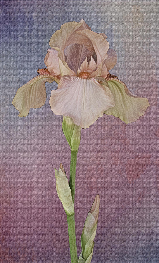 Peach Iris #2 Photograph by Michael Peychich
