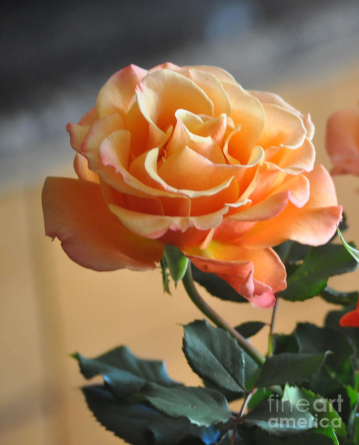 Peach And Cream Rose Photograph by Jay Milo