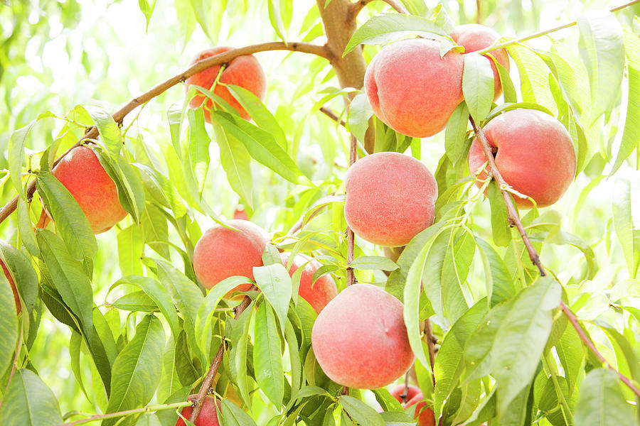 Peaches Growing In Tree #2 Photograph by Jacqueline Veissid