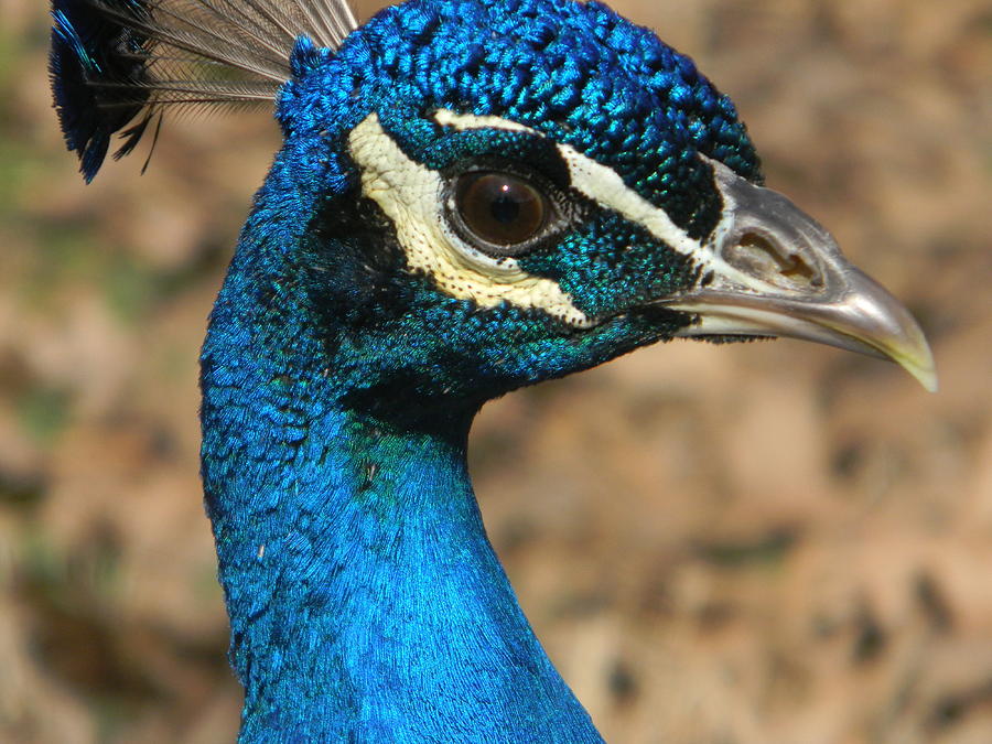 Wildlife Photograph - Peacock #2 by Brad Kennedy