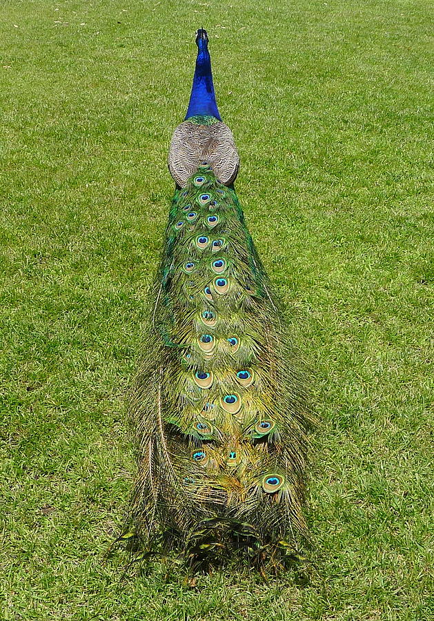 Peacock Photograph by Denise Mazzocco