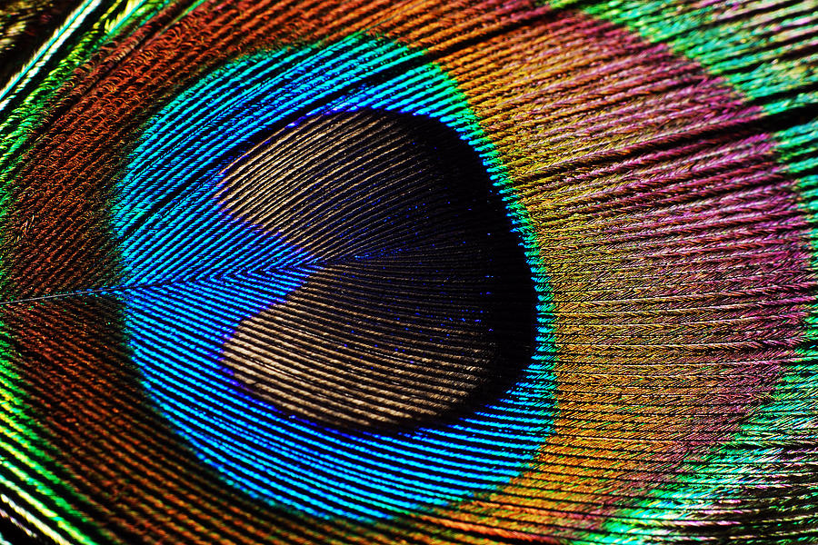 Peacock Feather #2 Photograph by Larah McElroy