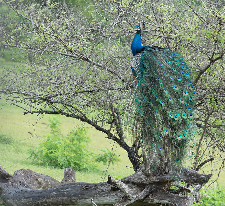 Peacock In Tree Photograph