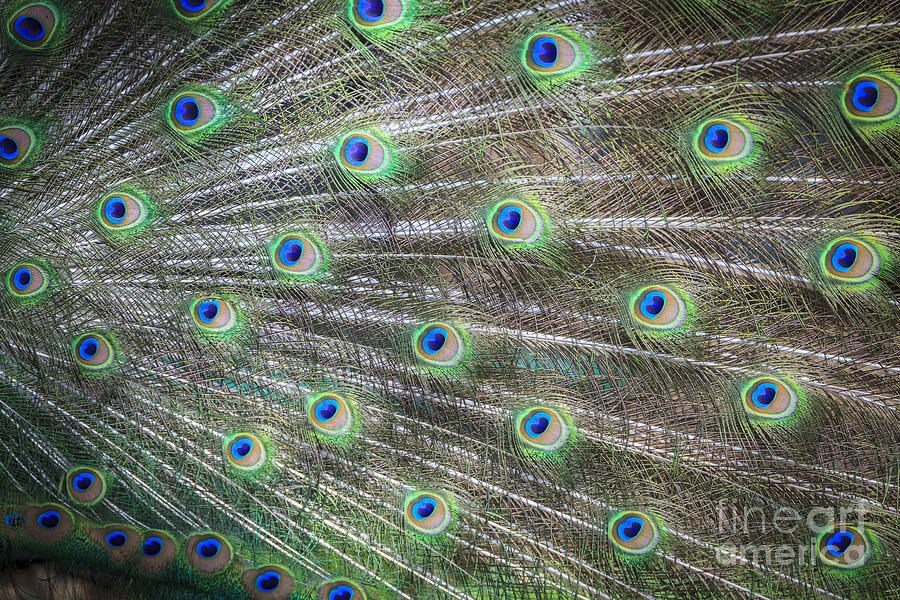 Peacock #1 Photograph by Juan Silva