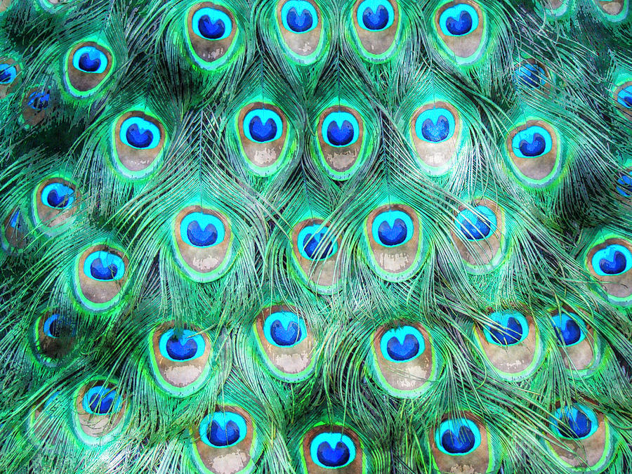 Peacock #1 Painting by MotionAge Designs