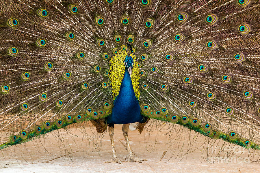 Peacock showing its beautiful feathers #2 Photograph by Tosporn Preede