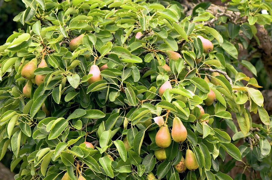 Pear (pyrus Communis) Photograph by Adrian Thomas/science Photo Library ...