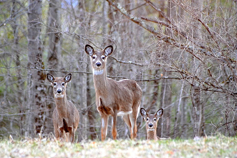 Peek-A-Boo Photograph by Lisa Jaworski - Fine Art America