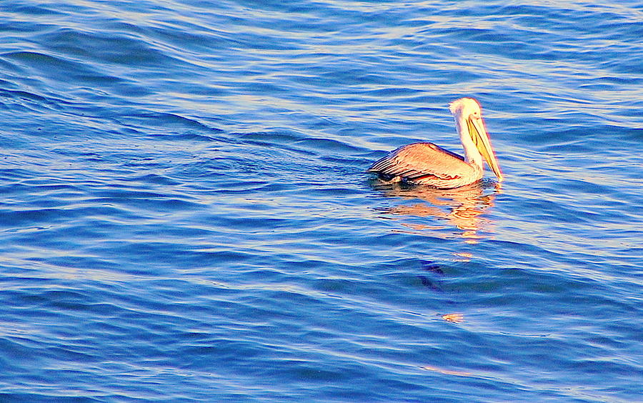 Wildlife Photograph - Pelican Blue #2 by AJ  Schibig
