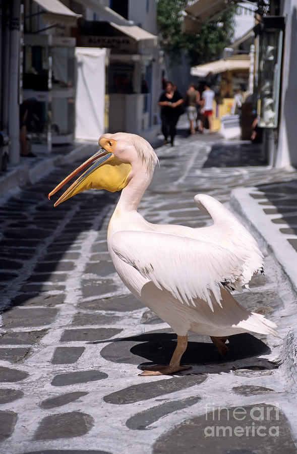 Bird Photograph - Pelican in Mykonos town #2 by George Atsametakis