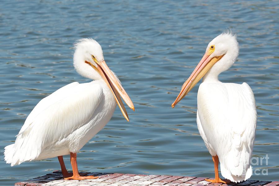 Pelican Pals #2 Photograph by Carol Groenen