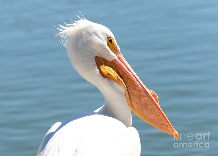Pelican Profile Photograph by Carol Groenen